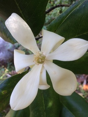 Magnolia pacifica