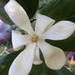 Magnolia pacifica - Photo (c) Cynthia, some rights reserved (CC BY-NC), uploaded by Cynthia
