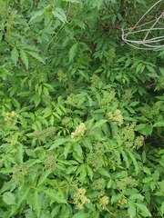 Sambucus williamsii, photograph (c) Urgamal Magsar, some rights reserved (CC BY)