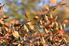 Betula divaricata