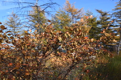 Betula divaricata