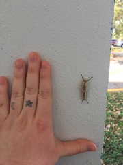 Dasychira meridionalis