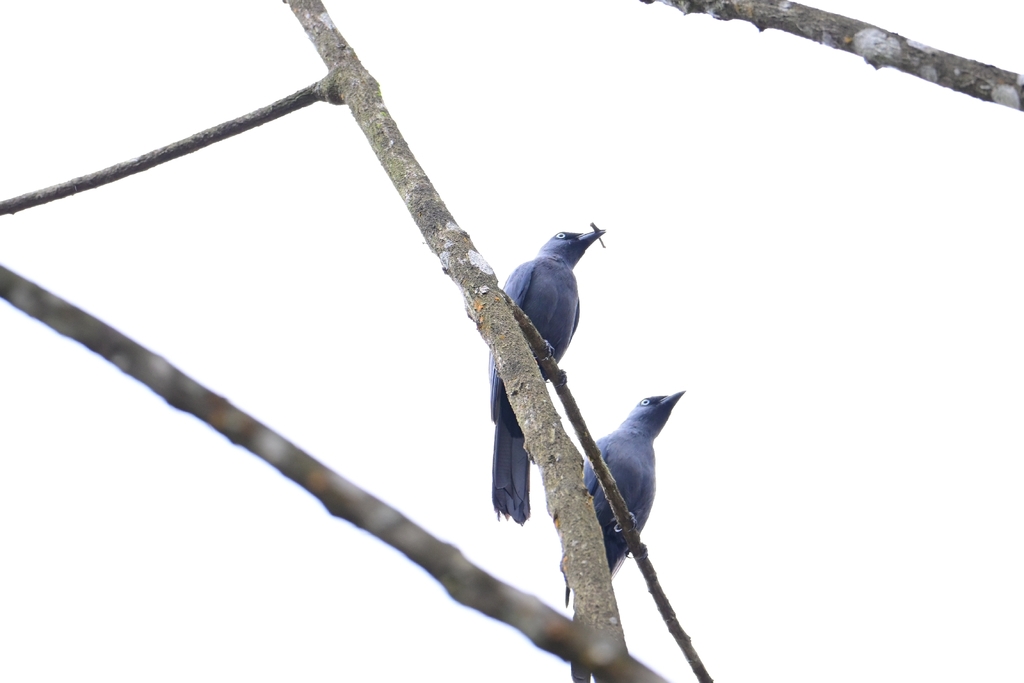 Kepudang-sungu biru (Coracina temminckii)