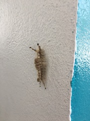 Dasychira meridionalis