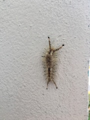 Dasychira meridionalis