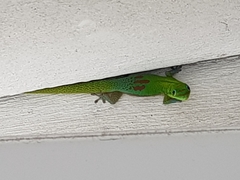 Phelsuma laticauda