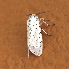 Alpenus