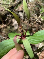 Trillium viridescens