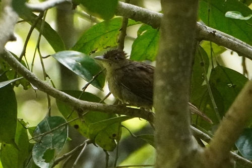 Charlotte's Bulbul (Iole charlottae), photo 9