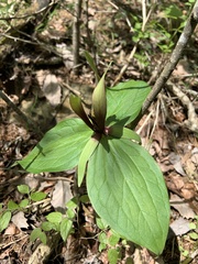 Trillium viridescens