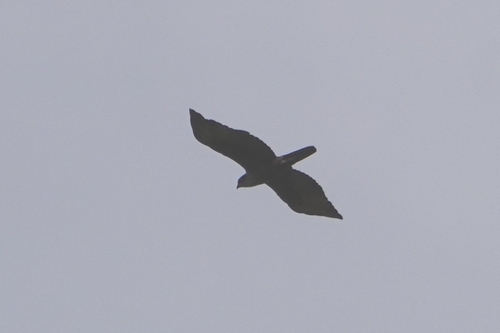 Rufous-bellied Eagle (Lophotriorchis kienerii), photo 6