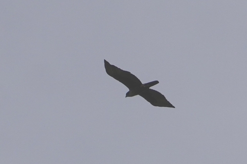 Rufous-bellied Eagle (Lophotriorchis kienerii), photo 7