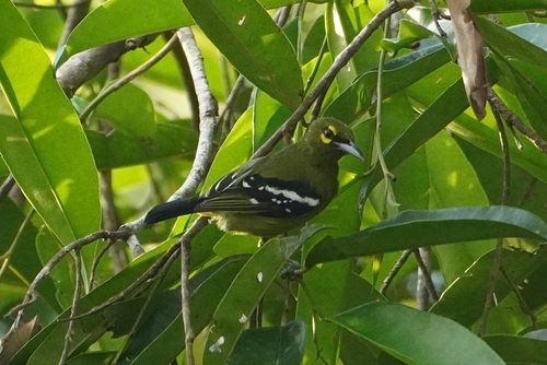 Green Iora (Aegithina viridissima)