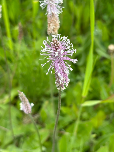 Hoary Plantain