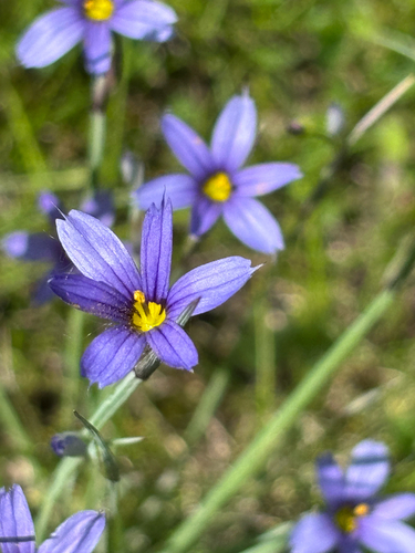 strict blue-eyed grass