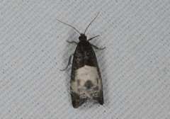 Notocelia cynosbatella