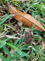 Sclerophrys gutturalis