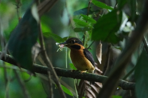 Rufous-collared Kingfisher (Actenoides concretus)