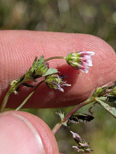 Trifolium variegatum, photograph 4