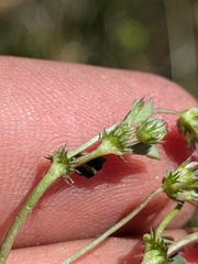 Trifolium variegatum, photograph (c) Abraham Sánchez Romero, some rights reserved (CC BY)