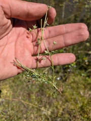 Trifolium variegatum, photograph (c) Abraham Sánchez Romero, some rights reserved (CC BY)