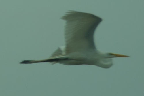 Great Egret