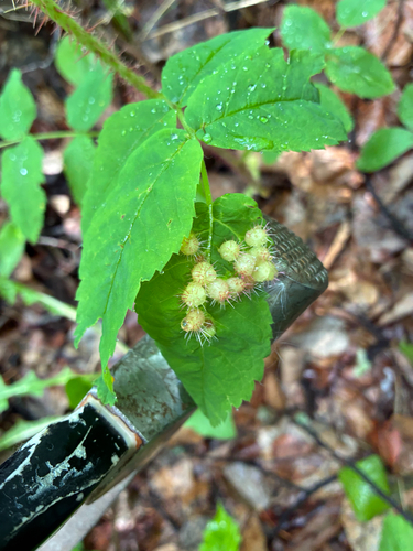 Spiny Leaf Gall Wasp