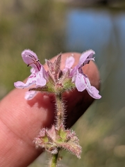 Stachys stebbinsii, photograph (c) Abraham Sánchez Romero, some rights reserved (CC BY)