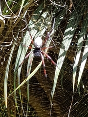 Trichonephila inaurata inaurata