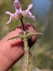 Stachys stebbinsii, photograph (c) Abraham Sánchez Romero, some rights reserved (CC BY)