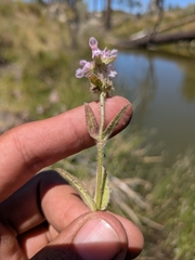 Stachys stebbinsii, photograph (c) Abraham Sánchez Romero, some rights reserved (CC BY)