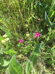 Trifolium depauperatum