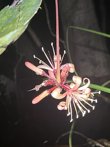 Samadera indica observed 2026-05-21