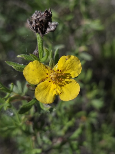 shrubby cinquefoil