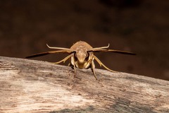 Pachylioides resumens