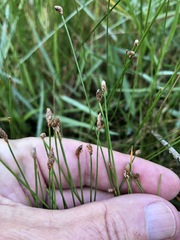 Eleocharis vivipara