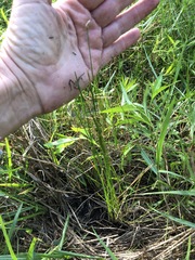 Eleocharis vivipara