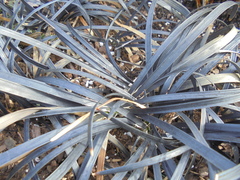 Ophiopogon planiscapus