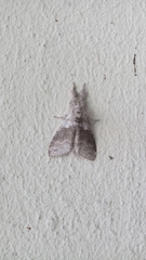 Calliteara pudibunda