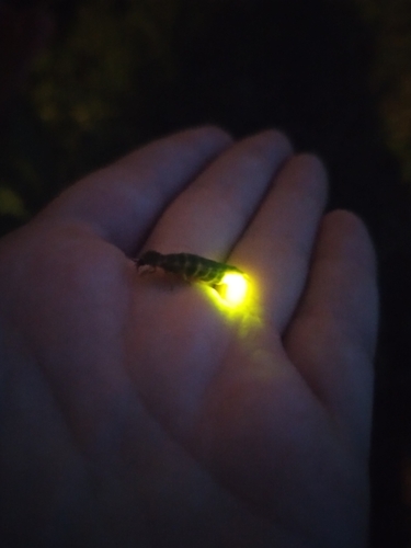 European Glow-worm