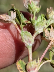 Trifolium depauperatum