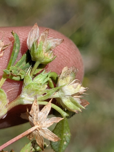 Trifolium depauperatum, photograph 2