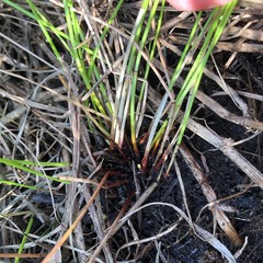 Eleocharis vivipara