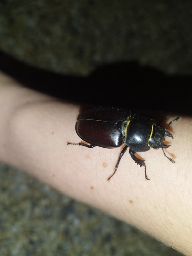 European Stag Beetle