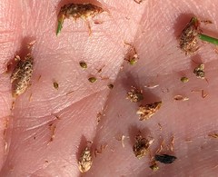 Eleocharis vivipara