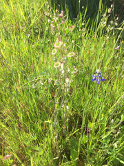 Thysanocarpus radians