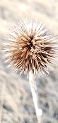 Echinacea angustifolia