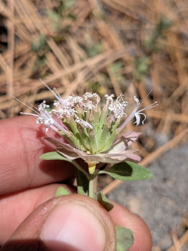 Monardella nana, photograph 5