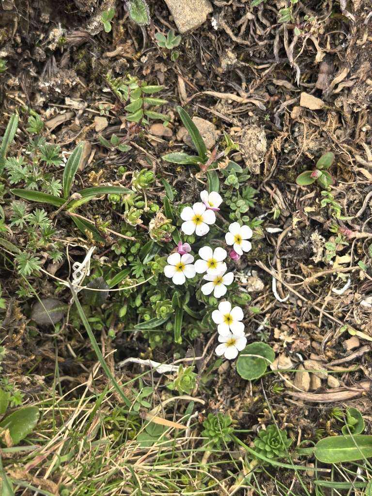 Androsace limprichtii