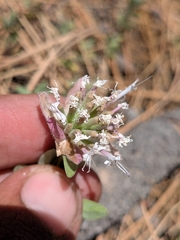Monardella nana, photograph (c) Abraham Sánchez Romero, some rights reserved (CC BY)